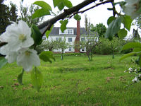 house from further down the lawn, with apple blossom